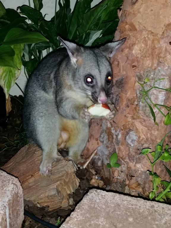 Reef Lodge Backpackers Townsville Exteriör bild
