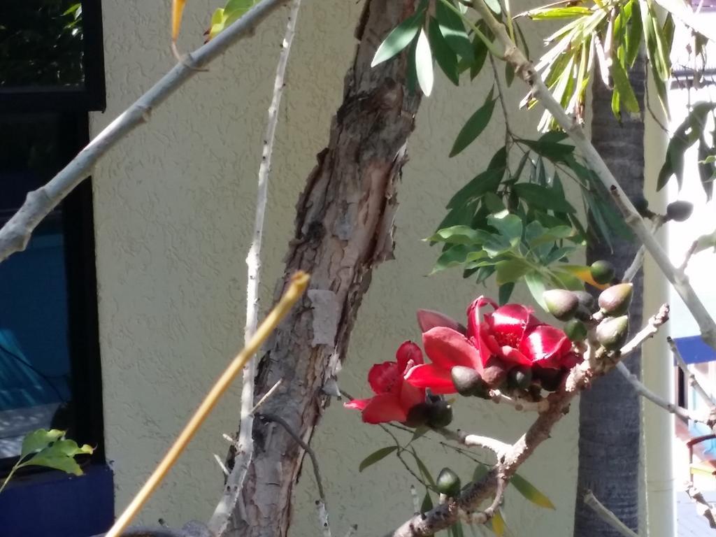 Reef Lodge Backpackers Townsville Exteriör bild
